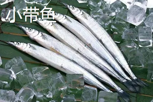 野生带鱼和养殖带鱼有什么区别，性情、鳞片、食性等方面均不同