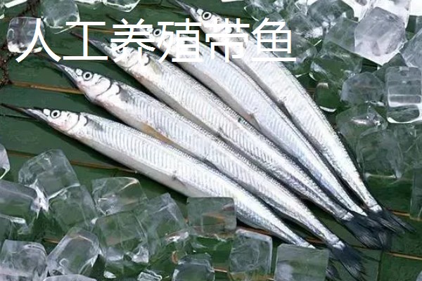 野生带鱼和养殖带鱼有什么区别，性情、鳞片、食性等方面均不同
