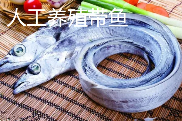 野生带鱼和养殖带鱼有什么区别，性情、鳞片、食性等方面均不同