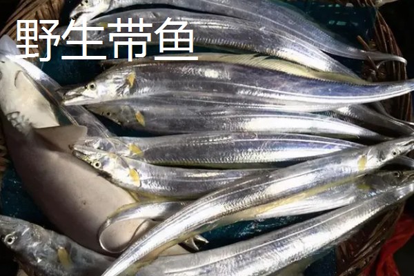 野生带鱼和养殖带鱼有什么区别，性情、鳞片、食性等方面均不同