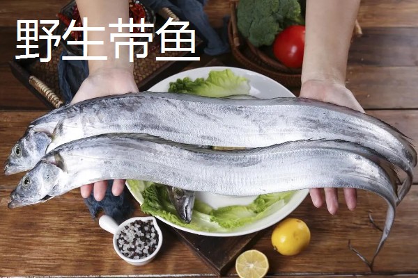 野生带鱼和养殖带鱼有什么区别，性情、鳞片、食性等方面均不同