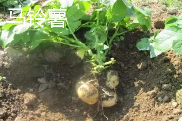 9月份适合种哪些作物,马铃薯、冬小麦、毛豆等品种均可栽培