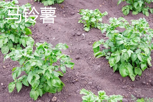 9月份适合种哪些作物,马铃薯、冬小麦、毛豆等品种均可栽培