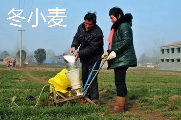 9月份适合种哪些作物,马铃薯、冬小麦、毛豆等品种均可栽培