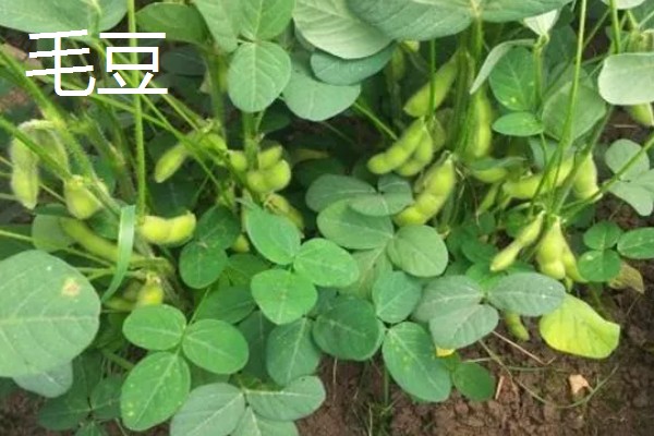 9月份适合种哪些作物,马铃薯、冬小麦、毛豆等品种均可栽培