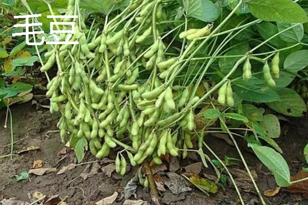 9月份适合种哪些作物,马铃薯、冬小麦、毛豆等品种均可栽培