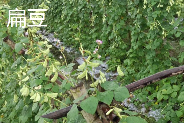 9月份适合种哪些作物,马铃薯、冬小麦、毛豆等品种均可栽培