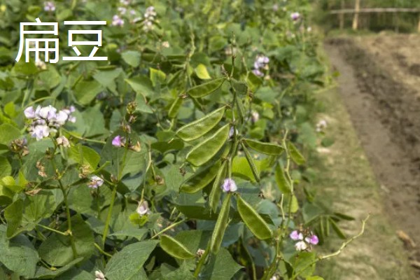 9月份适合种哪些作物,马铃薯、冬小麦、毛豆等品种均可栽培