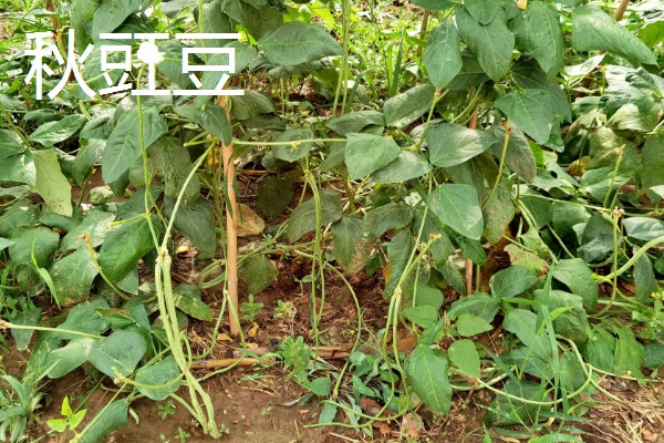 9月份适合种哪些作物,马铃薯、冬小麦、毛豆等品种均可栽培