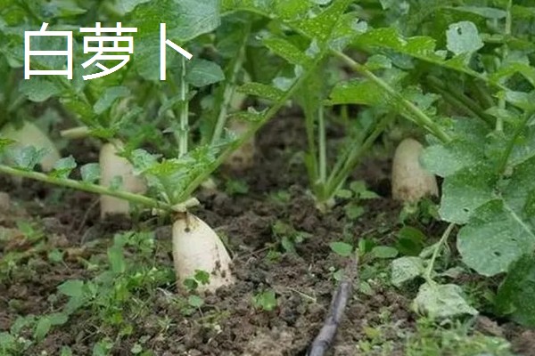 9月份适合种哪些作物,马铃薯、冬小麦、毛豆等品种均可栽培