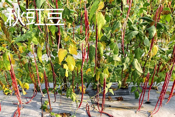 9月份适合种哪些作物,马铃薯、冬小麦、毛豆等品种均可栽培