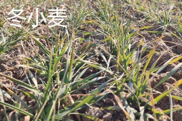 9月份适合种哪些作物,马铃薯、冬小麦、毛豆等品种均可栽培