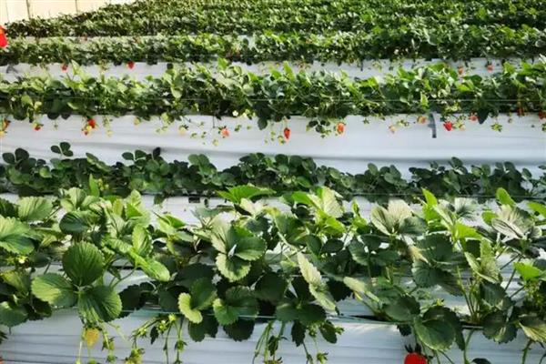 无土栽培草莓的亩成本,一般需要10万元左右