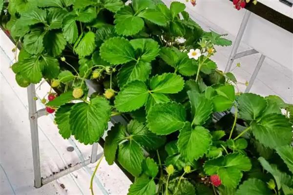 无土栽培草莓的亩成本,一般需要10万元左右