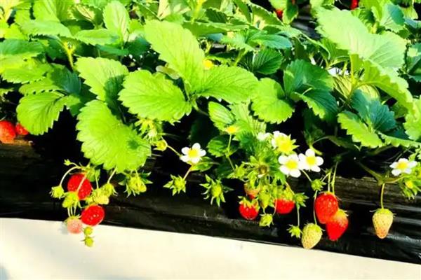 无土栽培草莓的亩成本,一般需要10万元左右