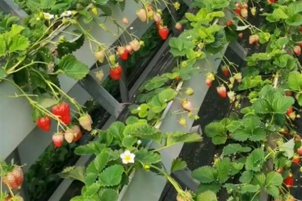 无土栽培草莓的亩成本,一般需要10万元左右