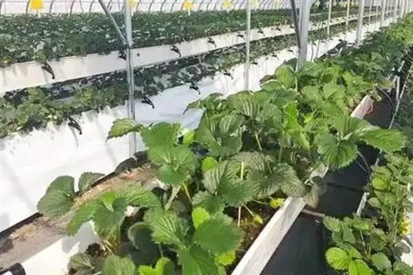 无土栽培草莓的亩成本,一般需要10万元左右