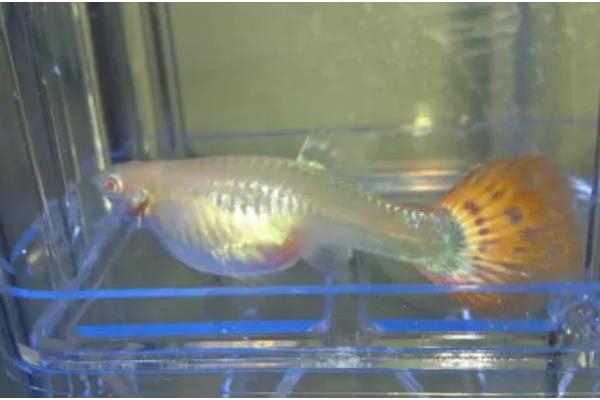 孔雀鱼变黑的原因,主要是水质恶化、水温下降、感染病菌所致