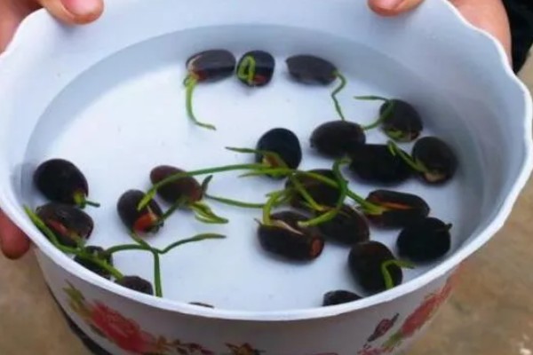 水生碗莲荷花的种植方法,种植前种子要放在水中浸泡一周左右