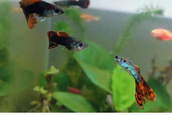 孔雀鱼变黑的原因,主要是水质恶化、水温下降、感染病菌所致