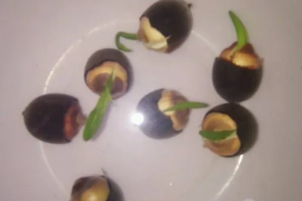 水生碗莲荷花的种植方法,种植前种子要放在水中浸泡一周左右