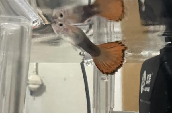 孔雀鱼变黑的原因,主要是水质恶化、水温下降、感染病菌所致