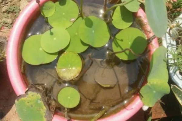 水生碗莲荷花的种植方法,种植前种子要放在水中浸泡一周左右