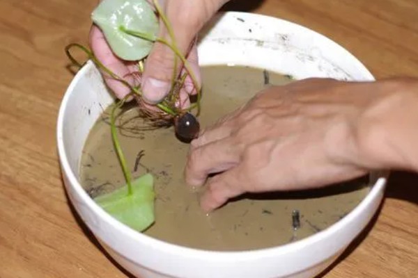 水生碗莲荷花的种植方法,种植前种子要放在水中浸泡一周左右