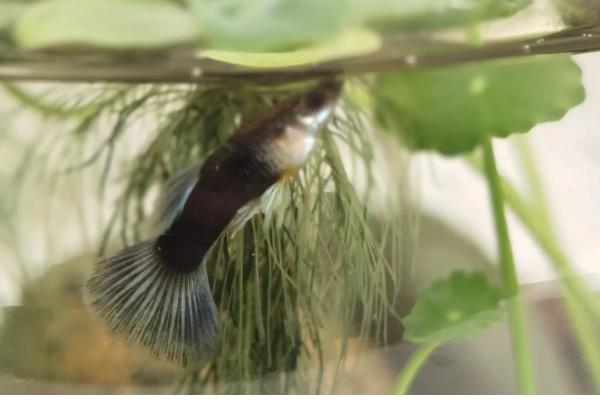 孔雀鱼变黑的原因,主要是水质恶化、水温下降、感染病菌所致