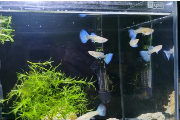 孔雀鱼变黑的原因,主要是水质恶化、水温下降、感染病菌所致