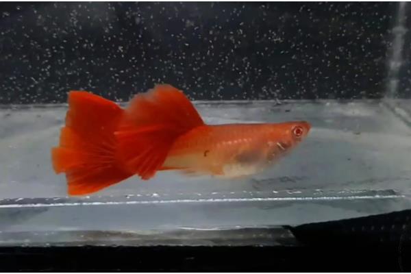 孔雀鱼变黑的原因,主要是水质恶化、水温下降、感染病菌所致