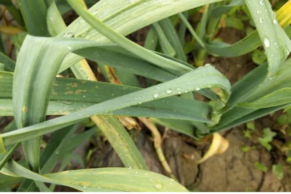 大蒜叶子有黄斑如何处理，发生锈病时可以喷施粉锈宁