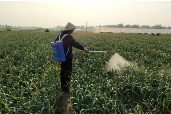 大蒜叶子有黄斑如何处理，发生锈病时可以喷施粉锈宁