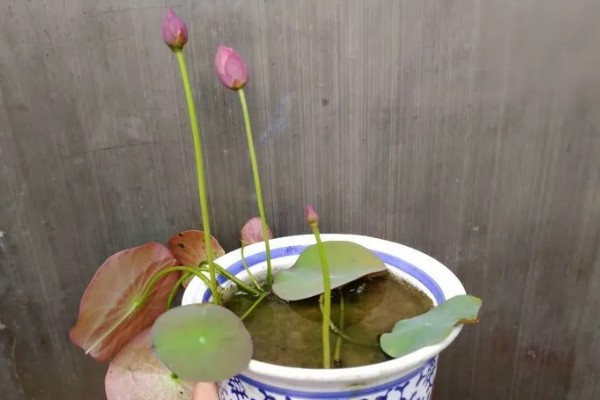 水生碗莲荷花的种植方法,种植前种子要放在水中浸泡一周左右