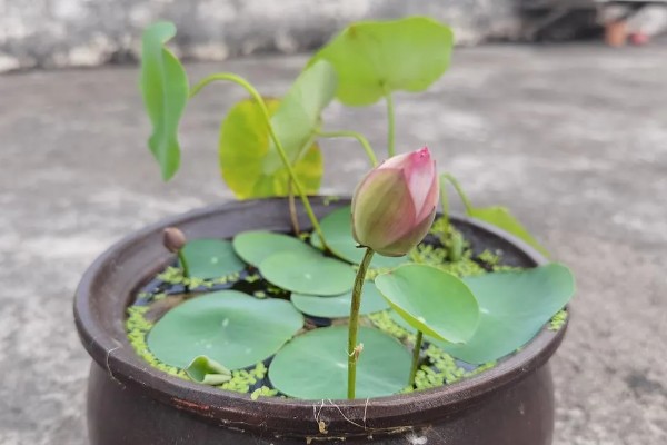 水生碗莲荷花的种植方法,种植前种子要放在水中浸泡一周左右