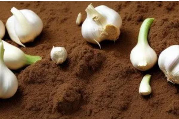 大蒜叶子有黄斑如何处理，发生锈病时可以喷施粉锈宁