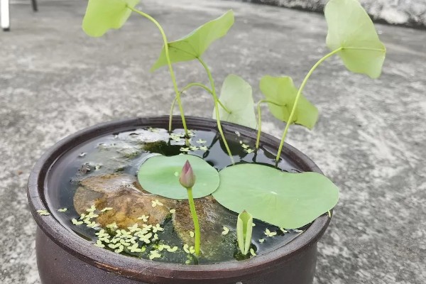 水生碗莲荷花的种植方法,种植前种子要放在水中浸泡一周左右