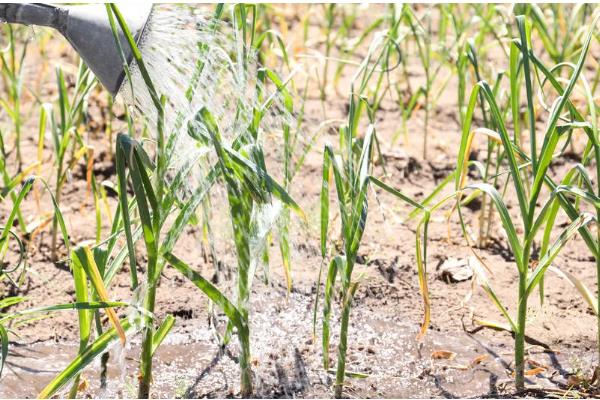 大蒜叶子有黄斑如何处理，发生锈病时可以喷施粉锈宁