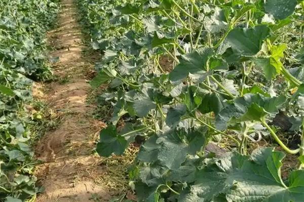 哈密瓜多久浇一次水，2-3天浇一次水就行