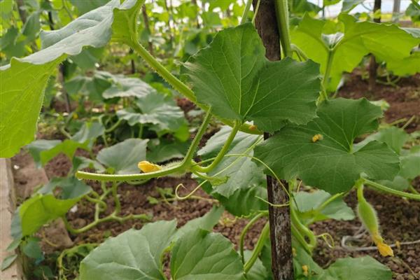 哈密瓜多久浇一次水，2-3天浇一次水就行