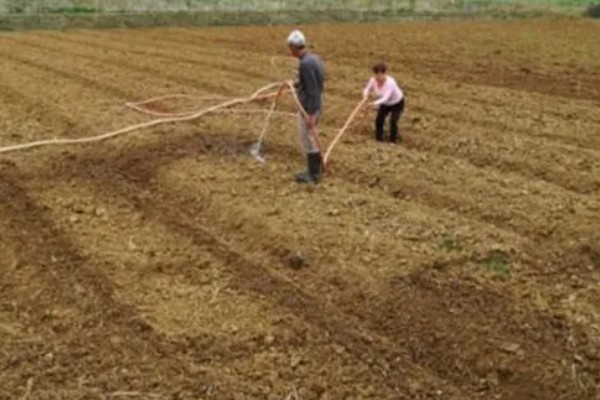 冬季怎么种植菠菜，浸种后进行撒播或条播