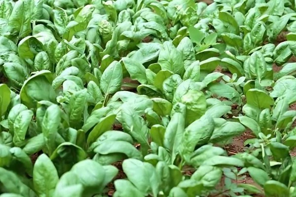 冬季怎么种植菠菜，浸种后进行撒播或条播
