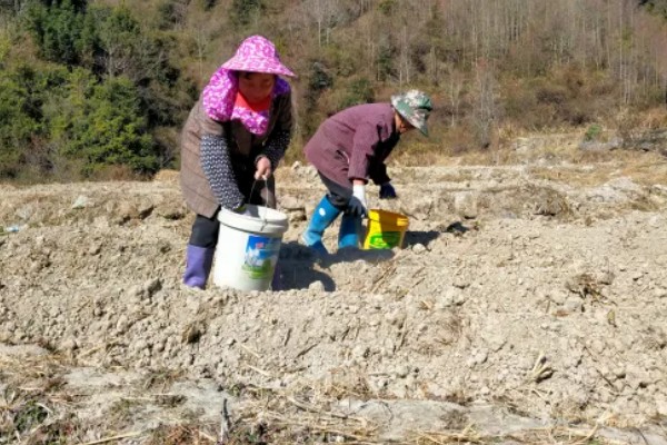 冬季怎么种植菠菜，浸种后进行撒播或条播