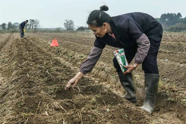 冬季怎么种植菠菜，浸种后进行撒播或条播