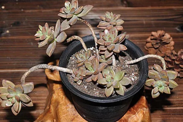 怎么养姬胧月，遵循不干不浇、浇必浇透的原则