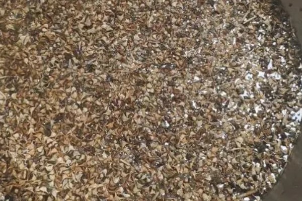 冬季怎么种植菠菜，浸种后进行撒播或条播