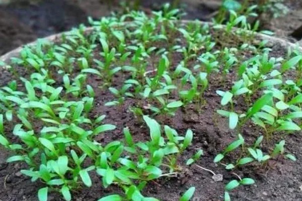 冬季怎么种植菠菜，浸种后进行撒播或条播