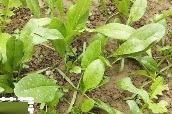 冬季怎么种植菠菜，浸种后进行撒播或条播