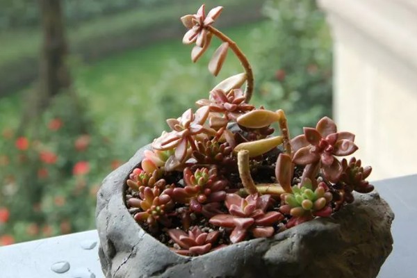 怎么养姬胧月，遵循不干不浇、浇必浇透的原则