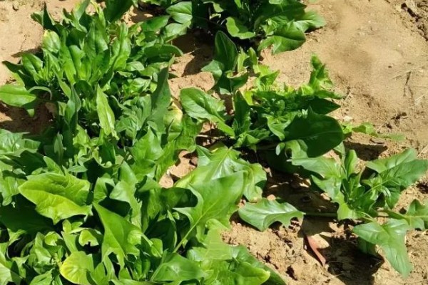 冬季怎么种植菠菜，浸种后进行撒播或条播